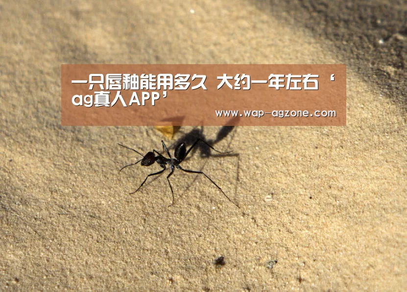 AG真人互动