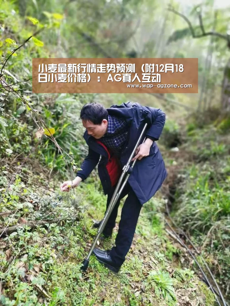 ag真人APP